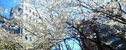 平成26年満開の桜